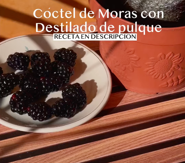 Foto que presenta un plato con zarzamora aun lado de una maceta, indica que se prepara un coctel de moras con destilado de pulque