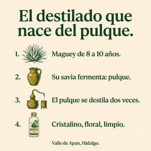 Así nace el destilado de pulque: maguey de 8 a 10 años, savia que fermenta en pulque, doble destilación