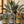 Paquete 3 Sabores de destilado de pulque Pachita: Joven, Blanco 47° y Reposado en 750 mL, sobre mesa de madera con maguey salmiana