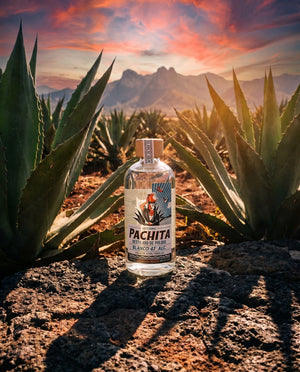 Blanco 47 agave Valle de Apan