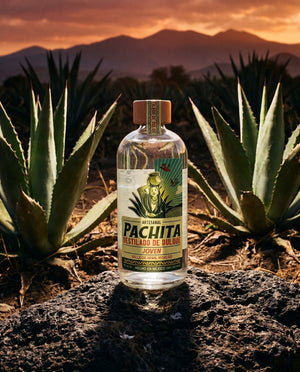 Joven agave Valle de Apan