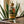 Suave y Reposado: Destilado de Pulque Joven y Reposado – 750 mL