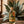 Botella de destilado de pulque Pachita Reposado 37°, 750 mL, sobre mesa de madera con maguey salmiana